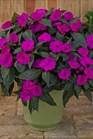 /Images/johnsonnursery/product-images/Impatiens SunPatiens Compact Purple_evkzt9f5q.jpg
